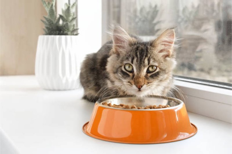 gambar kucing tidak mau makan