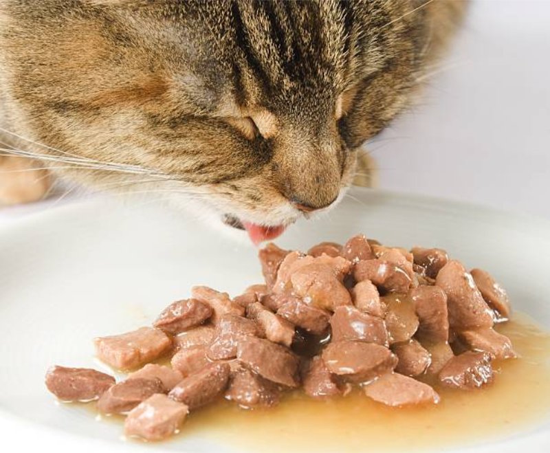 ilustrasi perubahan diet makanan kucing
