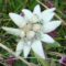 Arti Bunga Edelweiss: Bunga Putih yang Mulia