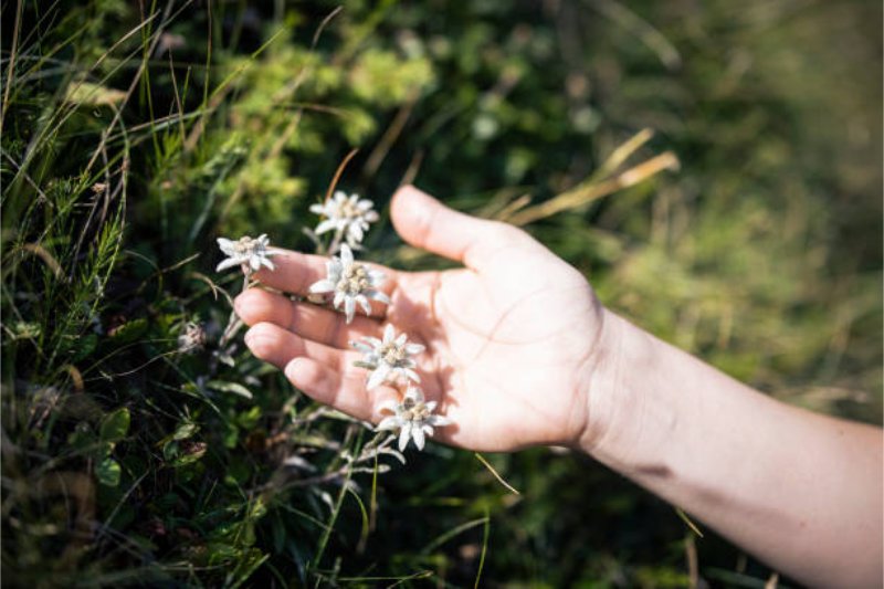 ilustrasi bunga edelweiss