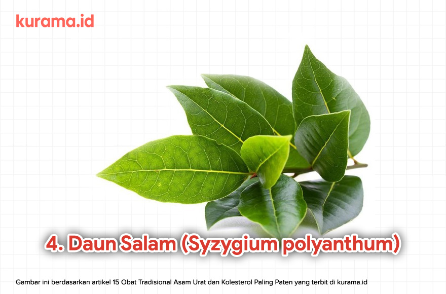 4. Daun Salam (Syzygium polyanthum)