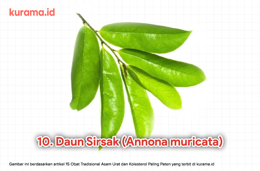 10. Daun Sirsak (Annona muricata)