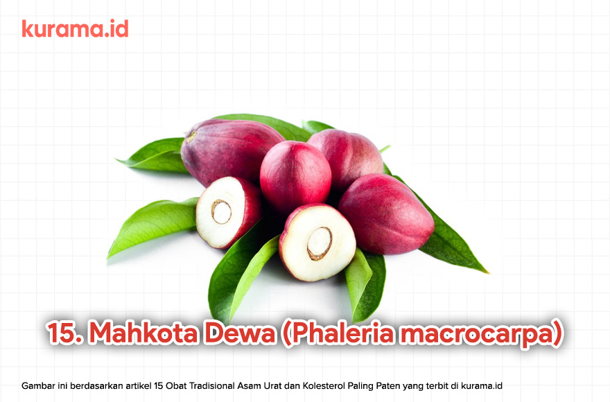 15. Mahkota Dewa (Phaleria macrocarpa)
