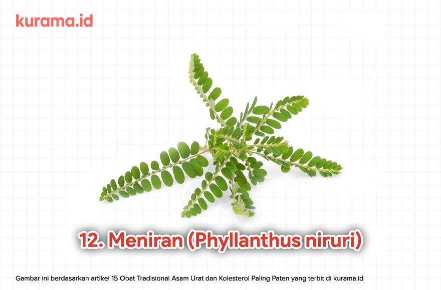 12. Meniran (Phyllanthus niruri)