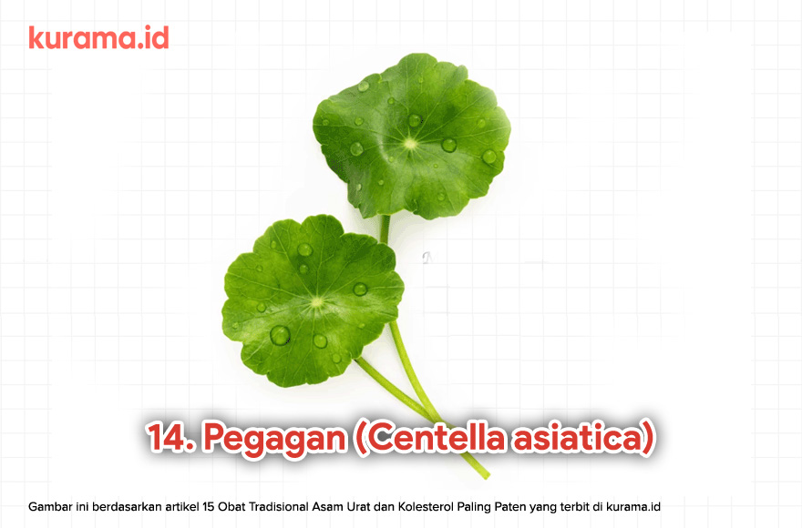 14. Pegagan (Centella asiatica)