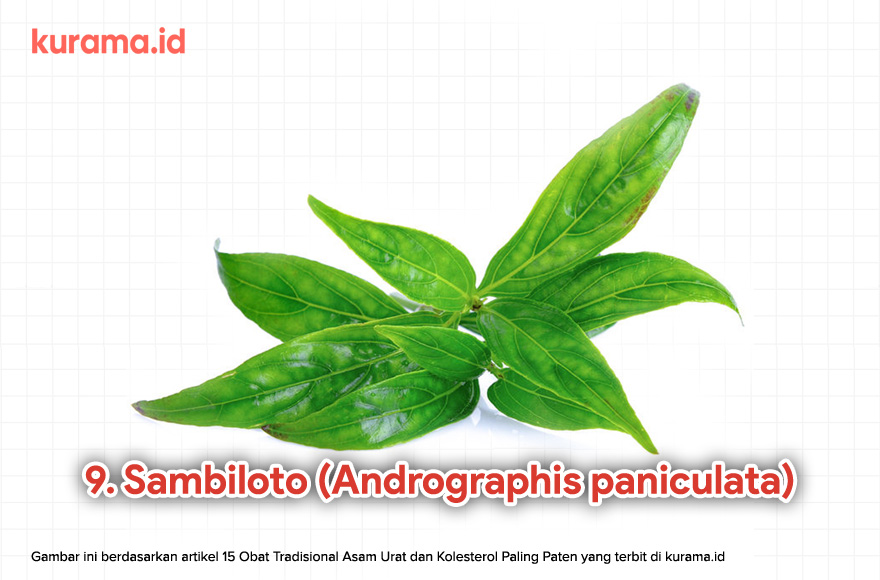 9. Sambiloto (Andrographis paniculata)
