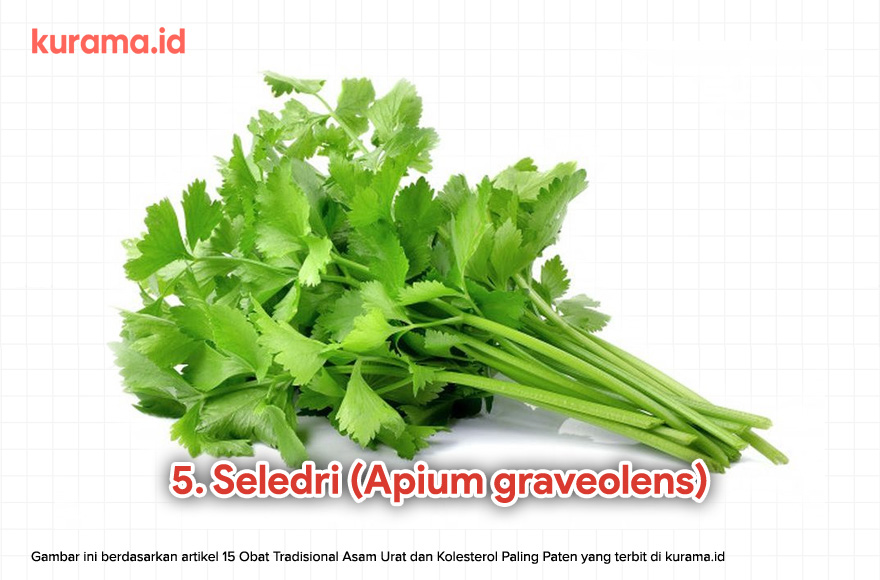 5. Seledri (Apium graveolens)